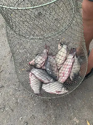 Каракуда 1