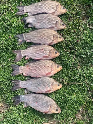 Каракуда 3